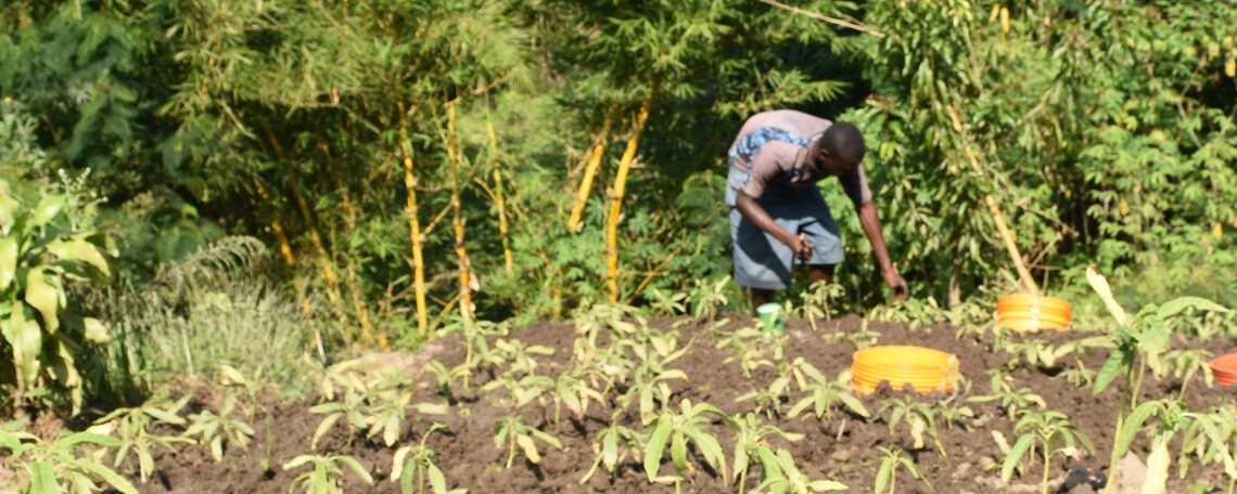 tending to crops - United Citizens for Change and Development